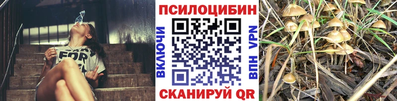 Псилоцибиновые грибы Cubensis  Верещагино 